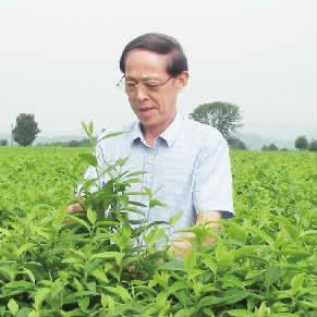 周長樹：打造金茶只緣為鄉(xiāng)親